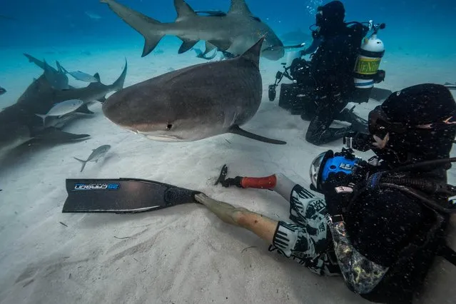 But the tiger sharks peacefully mingled among the divers on the Caribbean sea bed. (Photo by Steve Hinczynski/Mediadrumworld)