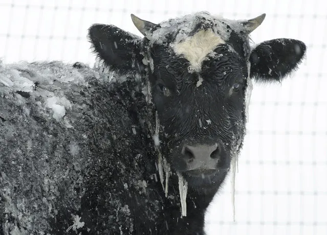 A cow stands in pasture during a winter snow storm, Tuesday, March 14, 2017, in Salisbury, Pa. (Photo by Matt Slocum/AP Photo)