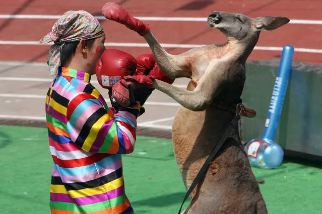 A clown boxes with a kangaroo during an animals “Olympics” performance in the Shanghai Wild Animal Park, China September 28, 2006. (Photo by Nir Elias/Reuters)