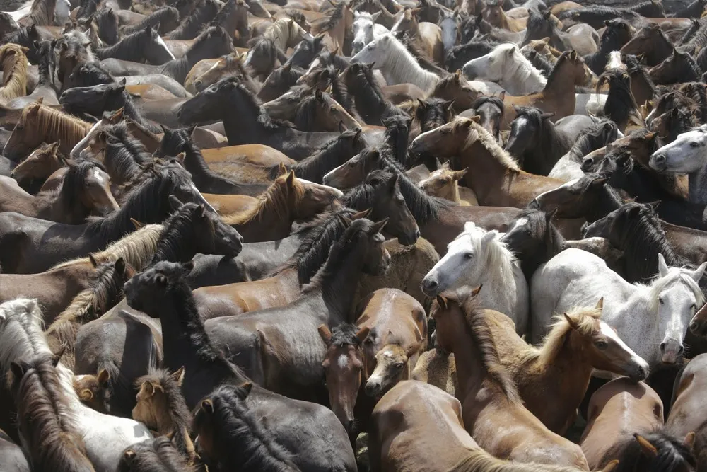 “Rapa das Bestas”