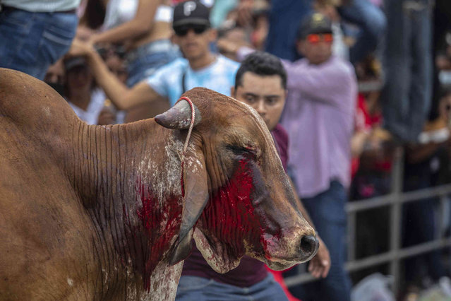 A bloodied bull is taunted by onlookers during the running of the bulls to celebrate the feast of the virgin of Candelaria in Tlacotalpan, Veracruz state, México, Tuesday, February 1, 2022. (Photo by Felix Marquez/AP Photo)