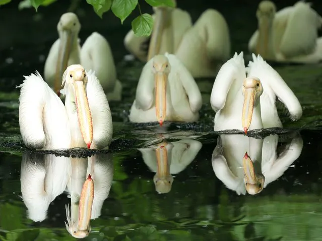 Great white pelicans swim on a pond at the zoo in Krefeld, western Germany, on April 30, 2014. (Photo by Roland Weihrauch/AFP Photo/DPA)