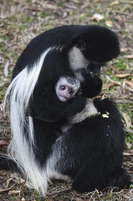 Four week old baby Black and White Colobus Monkey “Halle” holds on to her mother Safi at the National Zoo in Canberra, Australia, 02 July 2015. (Photo by Lukas Coch/EPA)