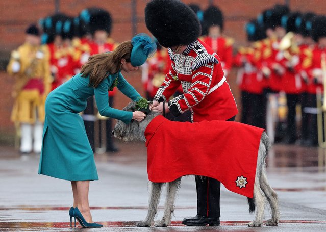 Britain's Catherine, Princess of Wales presents a traditional sprig of shamrock to the mascot of the 1st Battalion Irish Guards, Irish Wolfhound dog Turlough Mor  known as Seamus – during a St Patrick's Day Parade at Mons Barracks in Aldershot, south west of London, on March 17, 2023. (Photo by Adrian Dennis/AFP Photo)