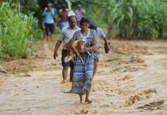 A Sri Lankan landslide survivor caries her dog as she walks on the mud after a landslide in Elangipitiya village in Aranayaka about 72 kilometers (45 miles) north east of Colombo, Sri Lanka, Wednesday, May 18, 2016. Soldiers and police used sticks and bare hands Wednesday to dig through enormous piles of mud covering houses in three villages hit by massive landslides in central Sri Lanka, with hundreds of families reported missing. (Photo by Eranga Jayawardena/AP Photo)