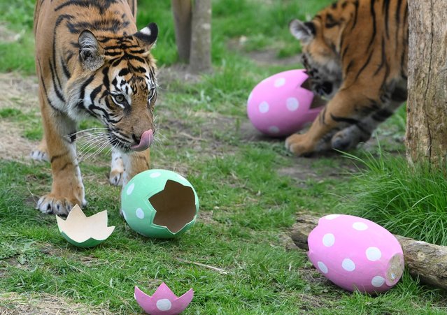 Critically endangered Sumatran tigers sample cinnamon scented egg shapes, which encourages natural foraging and hunting behaviours, according to London Zoo, during a seasonal publicity event at ZSL London Zoo in London Britain on April 5, 2023. (Photo by Toby Melville/Reuters)