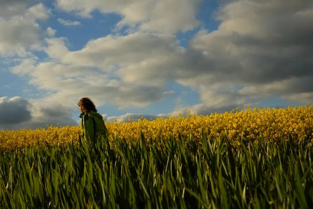 A woman crosses a landscape covered with yellow flowers as the sun sets on a spring day in Unzue, near Pamplona, northern Spain, Thursday, April 28, 2016. (Photo by Alvaro Barrientos/AP Photo)