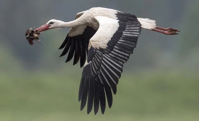 A stork carries materials for a nest in its beak in Biebesheim, central Germany, Monday, May 8, 2017. Newly born stork chicks will start their first flight attempts over the next weeks. (Photo by Boris Roessler/DPA via AP Photo)