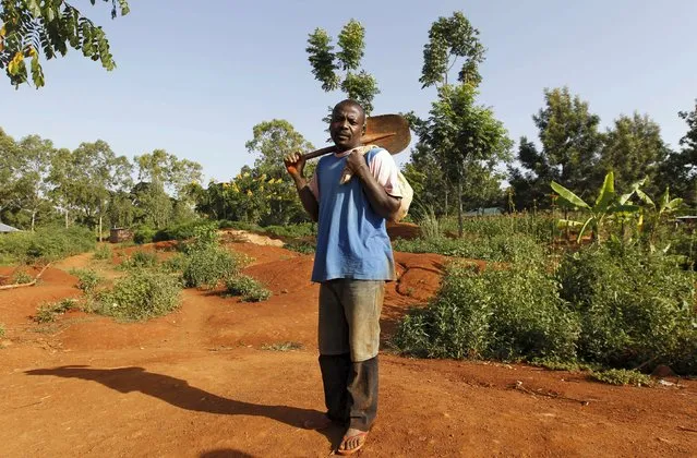 Collins Juma Nyaga, a 32-year-old gold prospector, carries his shovel as he arrives at an open-pit mine in the village of Kogelo, west of Kenya's capital Nairobi, July 15, 2015. Juma Nyaga said, “I am very proud of U.S President Barack Obama, as a person living in his ancestral village, we have exported our brains and expertise”. “What we need for now is good road infrastructure to the gold pits and electricity within the mines. Also we need technical support in mechanical gold exploration and training”, he added. (Photo by Thomas Mukoya/Reuters)