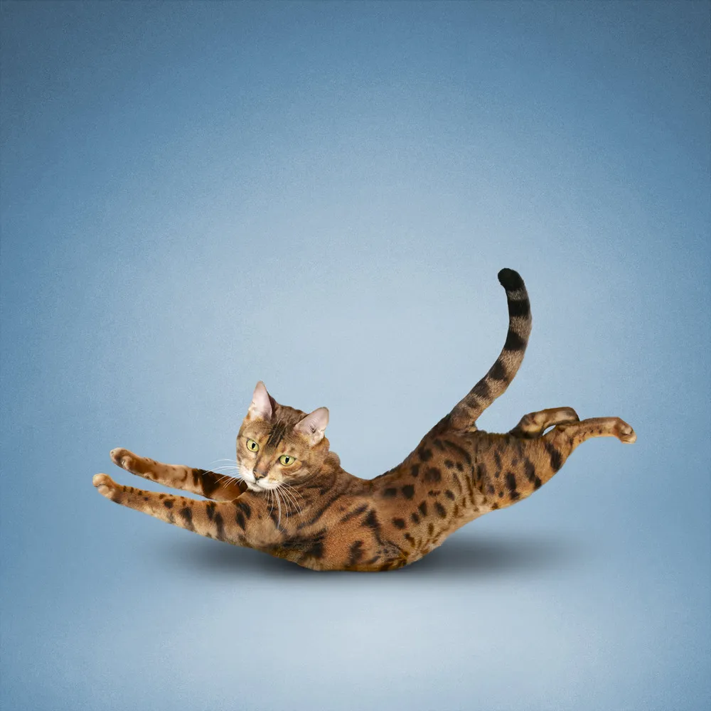 Yoga Cats by Daniel Borris