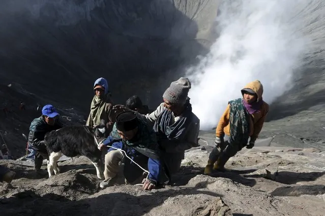 Villagers lead a calf up a slope after catching it shortly after Hindu worshippers attempted to throw it into the crater of Mount Bromo as an offering during the Kasada Festival in Probolinggo, Indonesia's East Java province, August 1, 2015. (Photo by Reuters/Beawiharta)