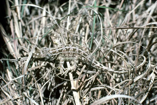 A grassland earless dragon, which may become the first reptile on mainland Australia to be declared extinct. (Photo by Will Osborne/BirdLife International)