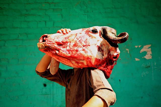 A Pakistani man holds the head of a sacrificed cow on his shoulder during Eid al-Adha celebration in Peshawar, Pakistan, 29 June 2023. Eid al-Adha is one of the holiest Muslim holidays of the year. It marks the yearly Muslim pilgrimage, known as Hajj, to visit Mecca. During Eid al-Adha, Muslims slaughter animals and split their meat into three parts: one for family, one for friends and relatives, and one for the poor and needy. (Photo by Bilawal Arbab/EPA/EFE)