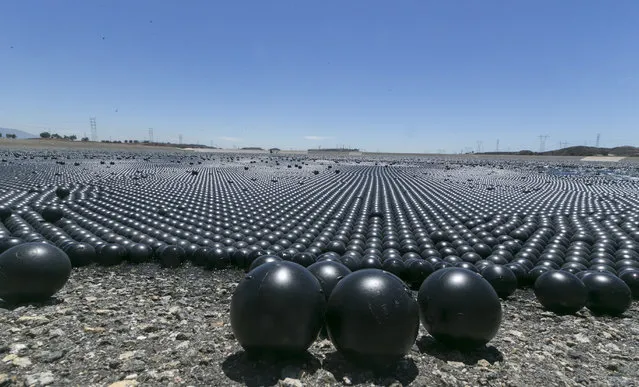 Over 90 million plastic balls cover the Los Angeles Reservoir in the Sylmar area of Los Angeles Wednesday, August 12, 2015. The city has completed a program of covering open-air reservoirs with floating “shade balls” to protect water quality. The 4-inch-diameter plastic balls block sunlight from penetrating the 175-acre surface of the reservoir, preventing chemical reactions that can cause algae blooms and other problems. (Photo by Damian Dovarganes/AP Photo)