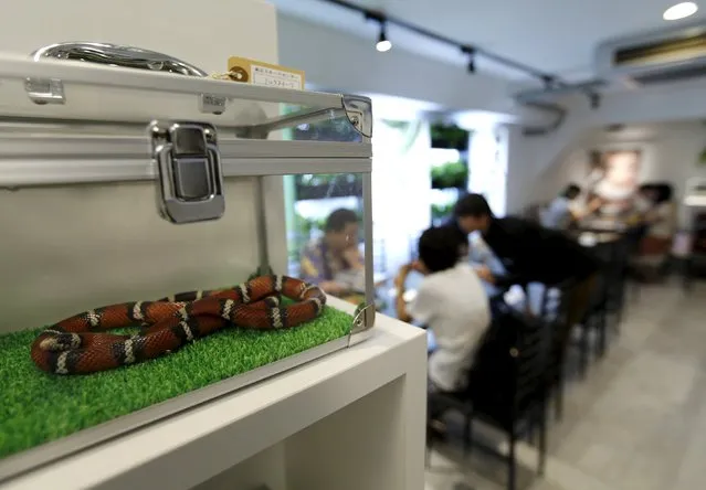 A snake is seen at the Tokyo Snake Center, a snake cafe, in Tokyo's Harajuku shopping district  August 14, 2015. (Photo by Toru Hanai/Reuters)