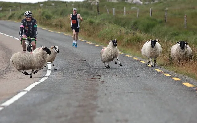 Baaaad move...mountain sheep being herded off the roadway by cyclist Brendan Cassidy who was escorting Marathon winner Eugene McCarthy, who lead the race for 26.2 miles, and finished in a time of 02:47:32 in the annual Run Killarney Festival, starting outside Sneem Village, through Molls Gap and into Killarney National Park. Over 2000 athletes competed in The Run Killarney festival, on Saturday, organised by Elite Management, with 3 great races – a full Marathon, Half Marathon and 10Km. (Photo by Valerie O'Sullivan)