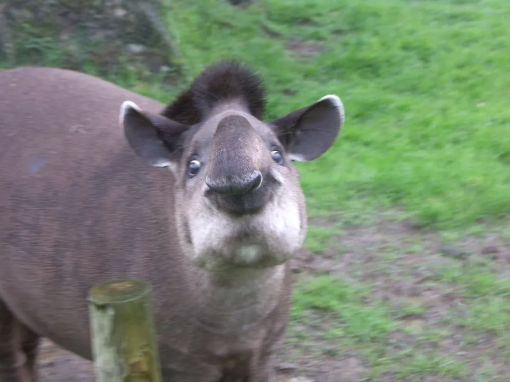 Funny Tapirs