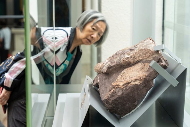 People look at the first dinosaur fossil found on Port Island in Hong Kong, Friday, October 25, 2024. (Photo by Chan Long Hei/AP Photo)