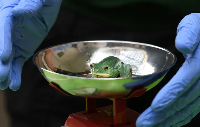 A Feas Flying Tree frog stands on a scale during the annual weigh-in at the ZSL London Zoo in London, Britain, 24 August 2017. Zookeepers have gathered their scales and tape measures as they begin the annual animal weigh-in at ZSL London Zoo. From big cats to tiny frogs, keepers spend hours each year recording every animal’s vital statistics, enabling them to keep a close check on their overall well-being. (Photo by Andy Rain/EPA/EFE)