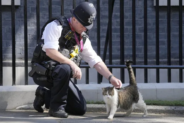 A police officer strokes Larry the Cat, Britain's Chief Mouser to the Cabinet Office at Downing Street in London, Friday, July 8, 2022. Britain's Prime Minister Boris Johnson announced that less than three years after becoming prime minister, he was resigning and would remain in office only until a successor emerged.(Photo by Frank Augstein/AP Photo)