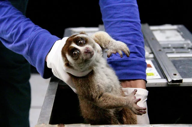 A Sumatran slow loris (Nycticebus coucang) is undergoing health checks by the veterinarians after being brought to the Indonesian Nature Rehabilitation Initiation Foundation (YIARI) in Bogor, West Java Province, Indonesia on July 24, 2022. A total of 6 Sumatera slow loris, which are planned to be released into the wild in the Batulegi region of Lampung province, will go through the quarantine process. (Photo by Dedy Istanto/Anadolu Agency via Getty Images)