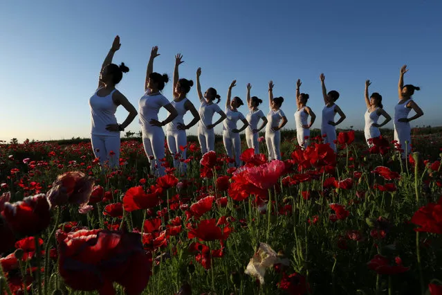 Yoga enthusiasts practice amid flowers in a park in Zhangye, Gansu Province, China, July 15, 2016. (Photo by Reuters/China Daily)