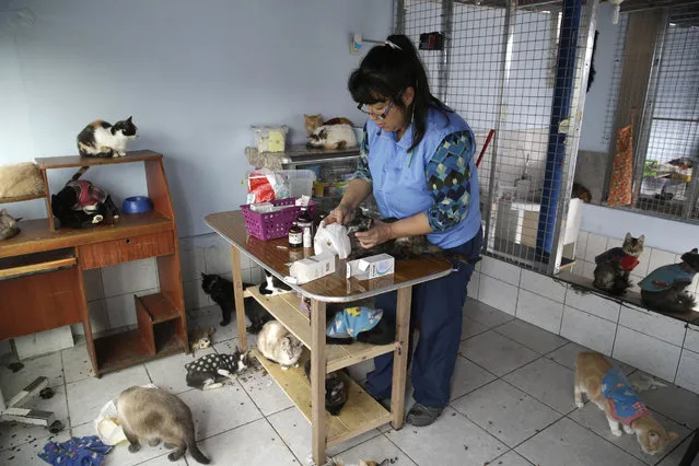 In this August 6, 2014 photo, Maria Torero gets ready to medicate a sick cat at her Cat Hospice, where Torero looks after 175 cats that suffer from feline leukemia, at her home in Lima, Peru. For five years, Torero has ministered to the sick felines, attempting to improve their quality of life as they slowly succumb to the common, fatal retrovirus. (Photo by Martin Mejia/AP Photo)