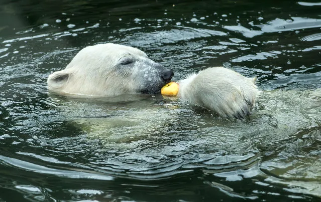 A polar bear swims with an apple in the outdoor facility in the Tierpark zoo in Berlin, Germany, 19 July 2016. (Photo by Paul Zinken/AFP Photo)
