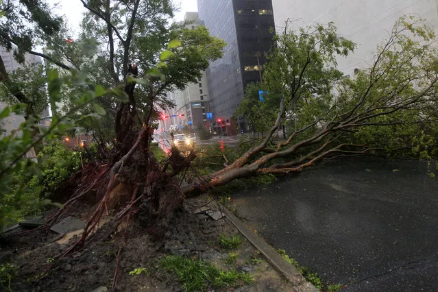 An uprooted tree lies across Poydras Street in downtown New Orleans on Aug. 29. (Photo by Gerald Herbert/AP)