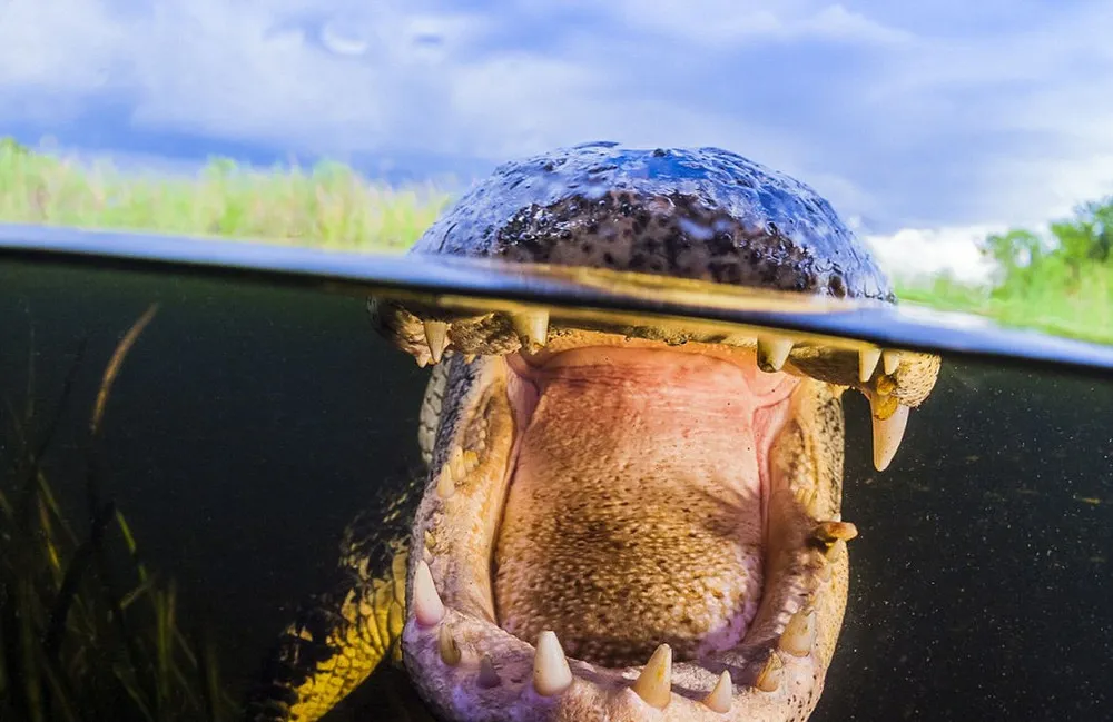 The Taser Photoshoot Original