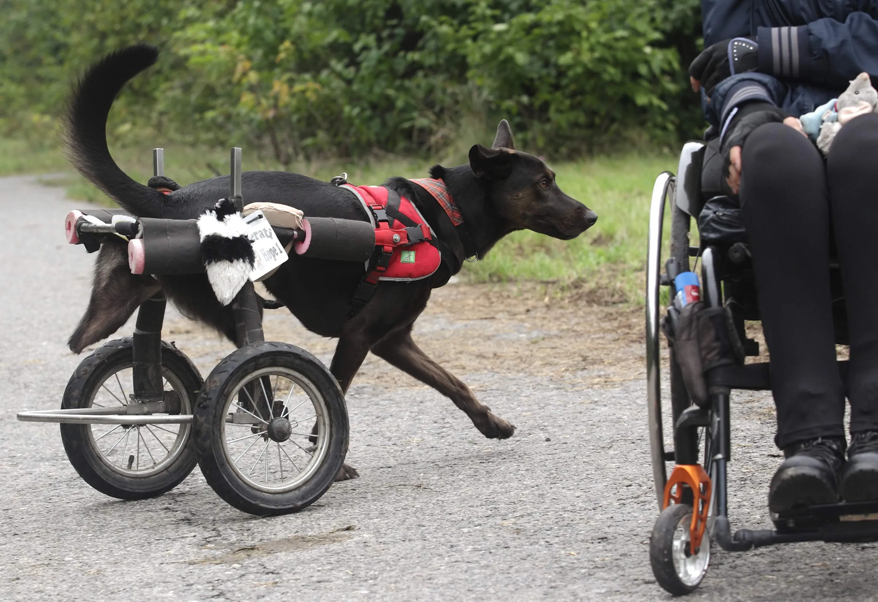 Disabled or not found. Пес с коляской инвалидности. Инвалидность среди животных. Инвалидность не приговор фото.