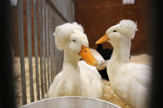 White crested ducks are seen during the 101st edition of Royal Agricultural Winter Fair at Exhibition Place in Toronto, Ontario, Canada on November 6, 2023. The Royal is the largest combined indoor agriculture fair and international equestrian competition in the world. (Photo by Mert Alper Dervis/Anadolu via Getty Images)