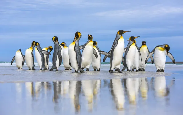 King Penguins marching along the sand in the Falkland Islands. (Photo by Wim van den Heever/Caters News)