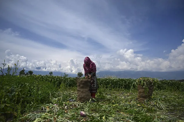 A farmer packs turnips in a field on the outskirts of Srinagar on June 1, 2020. (Photo by Tauseef Mustafa/AFP Photo)