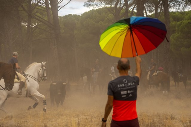 Men on horseback ride trough a pine tree forest chased by a brave bull during the “Toro de la Vega” bull festival in Tordesillas, near Valladolid, Spain, Tuesday, September 13, 2022. Hundreds of people have taken part in a centuries-old Spanish bull-chasing festival, but under orders once again that the animal should not be harmed with spears or darts. The Toro de La Vega festival in the northcentral town of Tordesillas traditionally saw the bull speared to death by revelers who chased it from the town to outlying fields on horseback and on foot. (Photo by Manu Fernandez/AP Photo)