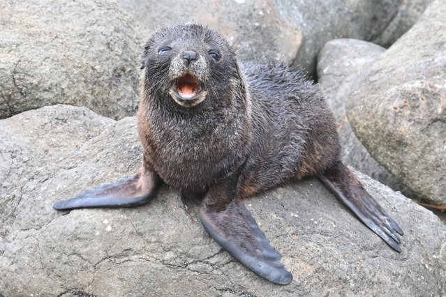 A New Zealand fur seal pup rests on a rock in Katiki Point, the southern end of the Moeraki Peninsula, about 80 kilometers north of Dunedin on March 18, 2025. (Photo by Sanka Vidanagama/AFP Photo)
