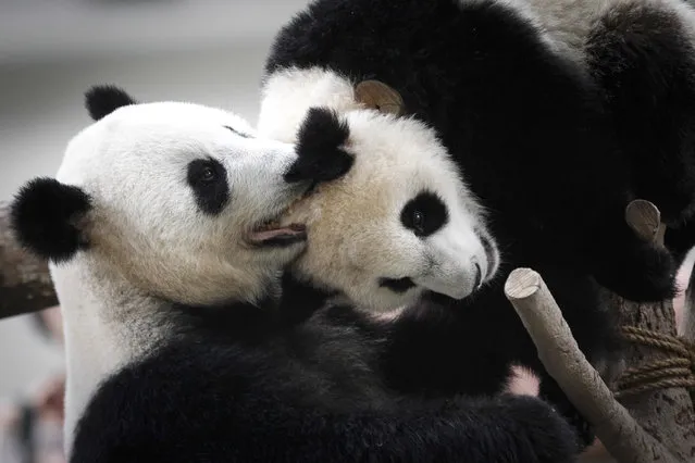 Liang Liang, left, formerly known as Feng Yi, a female giant panda from China, plays with her one year old female cub Nuan Nuan, at the Giant Panda Conservation Center during her 10th birthday celebration at the National Zoo in Kuala Lumpur, Malaysia, Tuesday, August 23, 2016. Two giant pandas have been on loan to Malaysia from China for 10 years since May 21, 2014 to mark the 40th anniversary of the establishment of diplomatic ties between the two nations. (Photo by Joshua Paul/AP Photo)