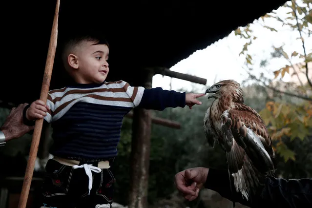 A Palestinian boy plays with a falcon in the West Bank town of Tubas December 3, 2017. (Photo by Raneen Sawafta/Reuters)