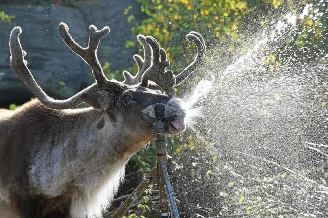 Caribou “Lindsay” refreshes with a water sprinker at the zoo in Hanover, northern Germany, on September 2, 2016. (Photo by Holger Hollemann/AFP Photo/DPA)