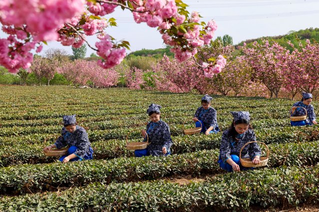 Tea farmers are picking tea leaves in the tea plantation at Haiqing Town, West Coast New Area in Qingdao, Shandong Province, China on April 19, 2025. (Photo by CFOTO/Avalon)