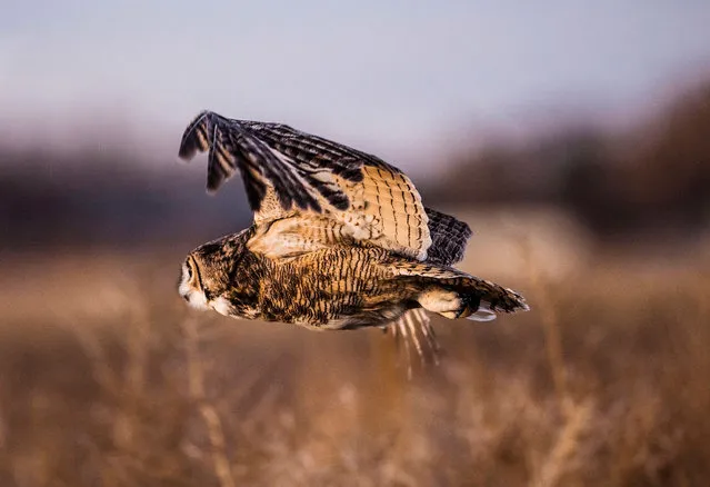 A female great horned owl takes flight after being released back into the wild at Valle de Oro National Wildlife Refuge in the South Valley of Albuquerque, N.M., on Tuesday, November 22, 2022. The owl came to NMWC in December of 2020 suffering a wing fracture from possibly being hit by a vehicle. (Photo by Albuquerque Journal/Rex Features/Shutterstock)