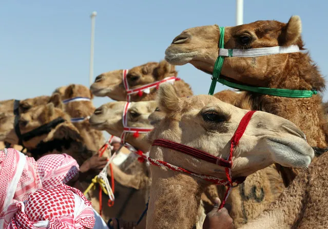 Camels line up prior to the start of a race during the Liwa 2018 Moreeb Dune Festival on January 1, 2018, in the Liwa desert, some 250 kilometres west of the Gulf emirate of Abu Dhabi. (Photo by Karim Sahib/AFP Photo)