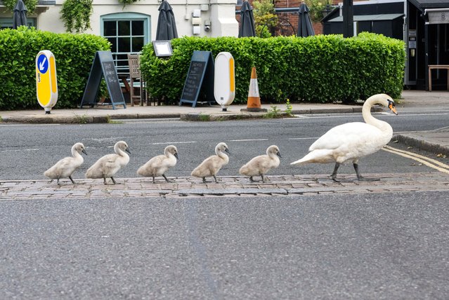 A swan and her cygnets held up the traffic in southwest London on June 1, 2025 as they crossed the road to get back to Barnes pond. The swan had seen off passers-by who had got too close to her cygnets. (Photo by Jeremy Selwyn/SelwynPics)