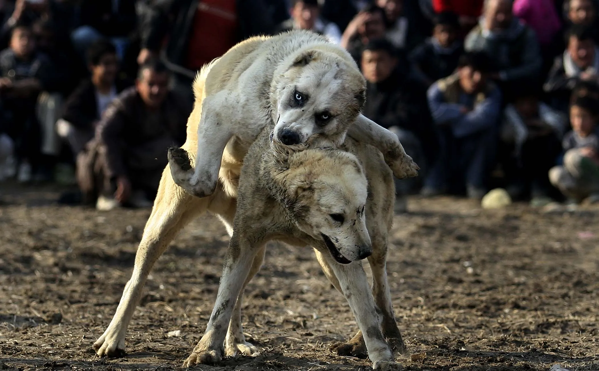 Схватка собак. Среднеазиатская овчарка собачьи бои. Собачьи бои алабая Афганистан.