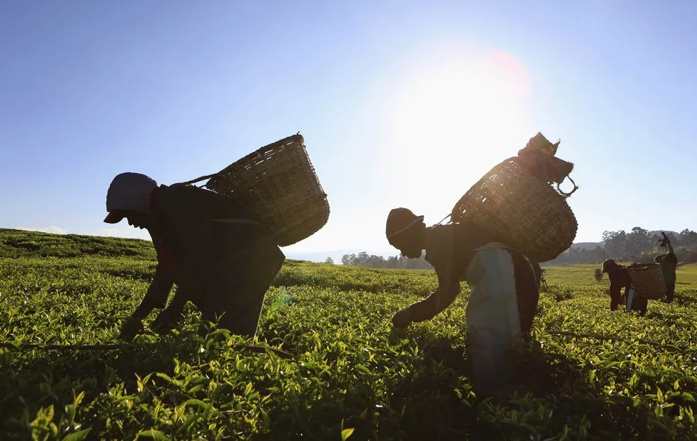 Tea Plantations in Kenya