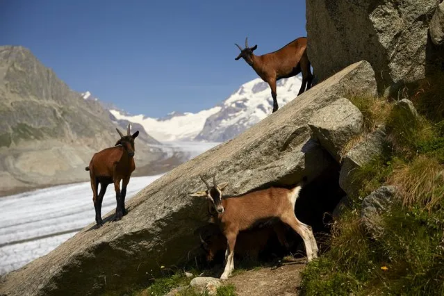 Goats stand on rocks at the Platta viewpoint on the Aletsch Glacier in Fiesch, Switzerland, August 12, 2015. (Photo by Denis Balibouse/Reuters)