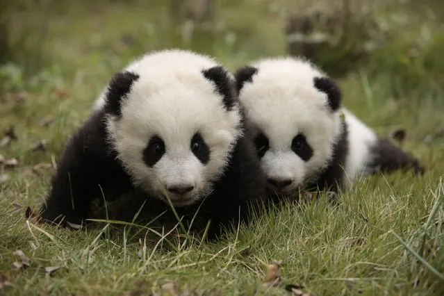 Giant panda twins Maozhu and Maosun play at the Giant Panda Research Base in Chengdu, Sichuan province, November 20, 2014. (Photo by Reuters/China Daily)