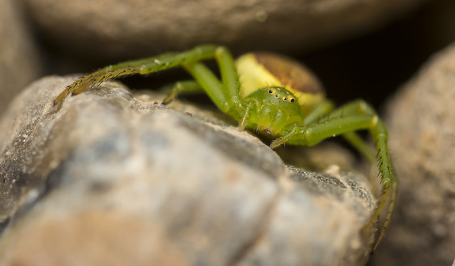 A crab spider peeks up from between some rocks in Newark, England, on August 8, 2016. (Photo by Icy Ho/Barcroft Images)