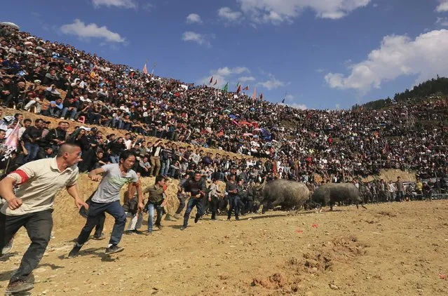 Two bulls fight as villagers watch during an ethnic Dong traditional bullfighting contest in Congjiang county, Guizhou province, November 29, 2014. About 44 buffalos were part of the contest on Saturday. (Photo by Sheng Li/Reuters)