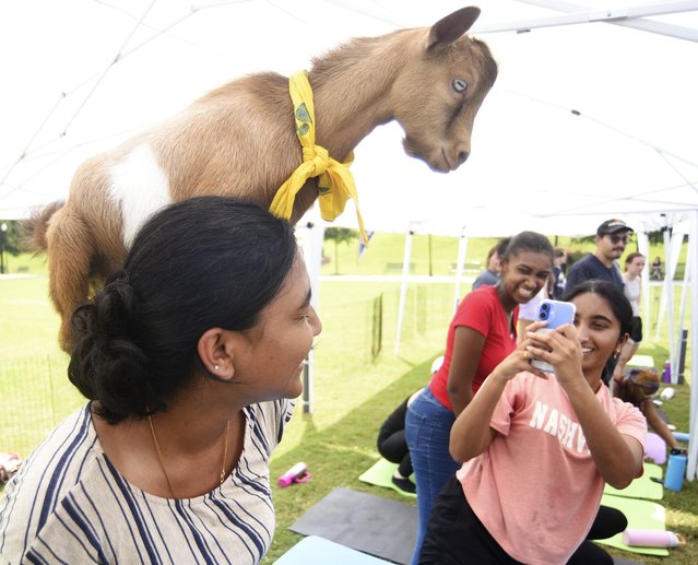 Staff photo by Matt Hamilton/ UTC student Chitra Karunanithi takes a picture of Arya Purohit as she performs yoga with goats from Goat Yoga Nashville on Chamberlain Field at UT Chattanooga for the first week of classes on Wednesday, August 20, 2025, Chattanooga, Tenn. (Photo by Matt Hamilton/Chattanooga Times Free Press via AP Photo)